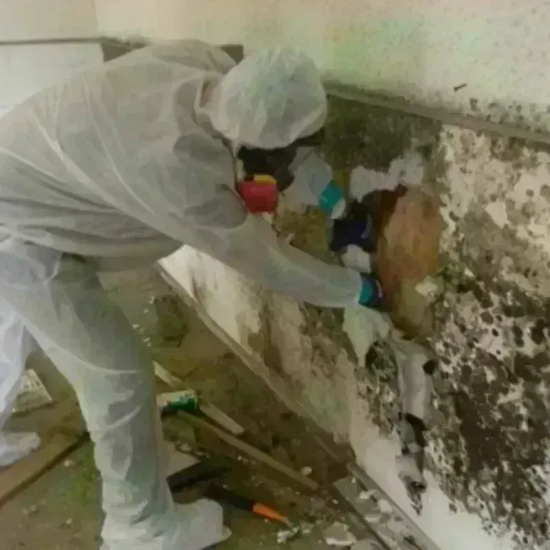 Mold Remediation and Removal in Banks Springs, LA